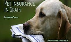 The best Pet Insurance in Spain for Expats. pet insurance spain cat dog puppy kitten pet plan insurance