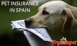 pet insurance in Spain pet plans cats dogs horses.