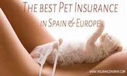pet plan insurance in spain 