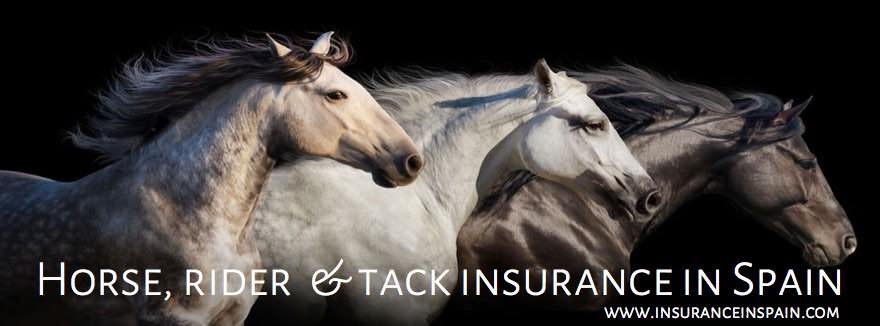 horse rider tack and veterinary insurance in spain for hoses, ponies and donkeys