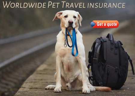 pet travel insurance for pet travel anywhere in the world